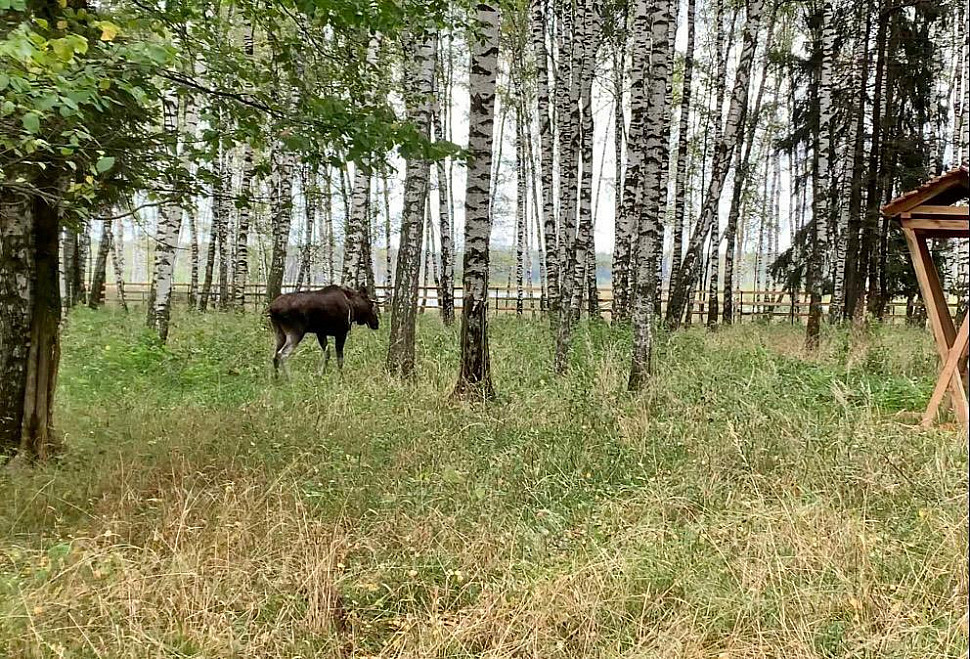 Пойманного в городе лося с переломом доставили к специалистам Лосиного острова
