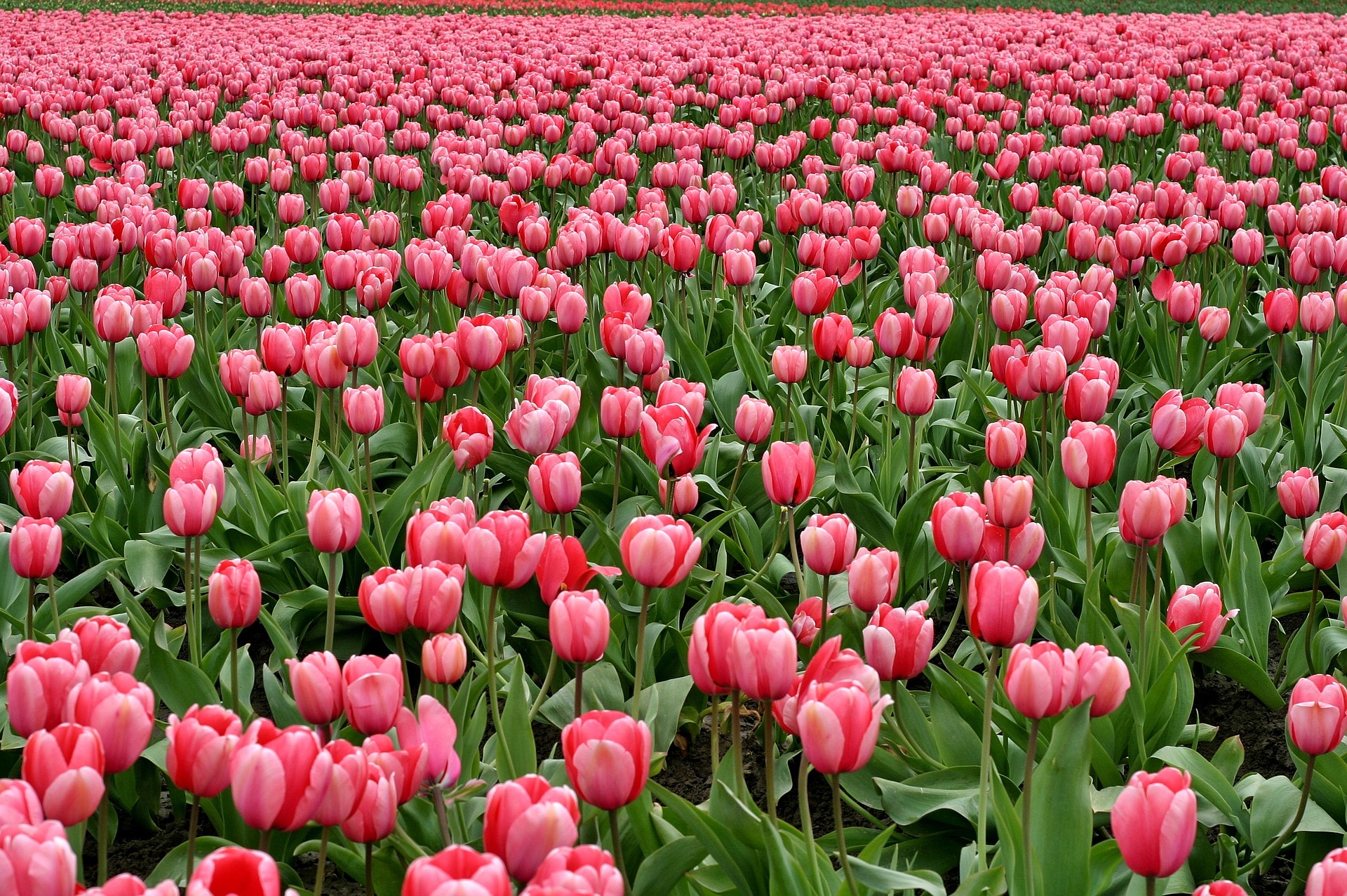 На газонах Гольянова высадят более 200 тысяч разноцветных тюльпанов.